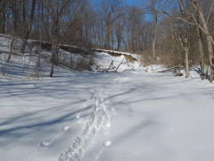Sawmill creek with tracks